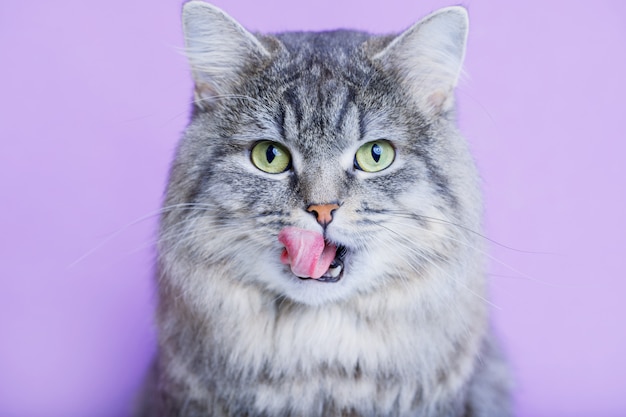 Schöne schöne flauschige Katze leckt Lippen auf lila