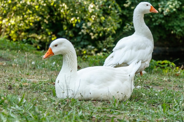 Schöne Schwäne sitzen auf grünem Gras