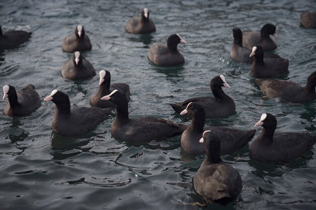 Schöne schwarz-weiße Enten im Seehafen außerhalb der Stadt, die auf Leckereien von den Menschen warten