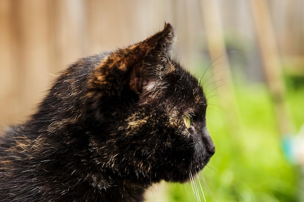 Schöne schwarze Katze Die Katze schaut zur Seite Nahaufnahme eines Katzenkopfes im Profil