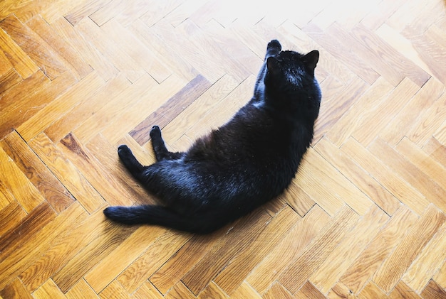 Schöne schwarze Katze im Zimmer. Heimtier.