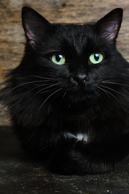 Schöne schwarze Katze mit grünen Augen mit einem weißen Fleck und einer flauschigen Mähne. Hölzerner Hintergrund.