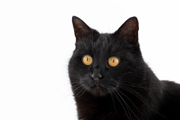 Schöne schwarze Katze wirft isoliert