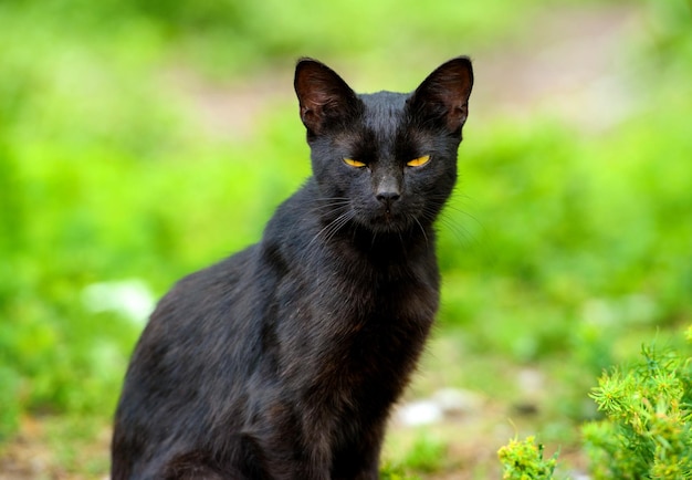 Schöne schwarze Katze