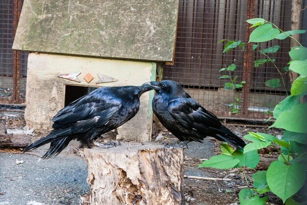 Schöne schwarze Krähen sitzen auf einem Baumstumpf