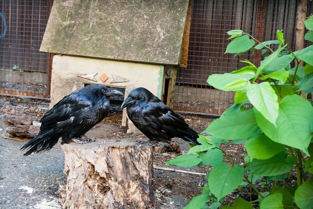 Schöne schwarze Krähen sitzen auf einem Baumstumpf