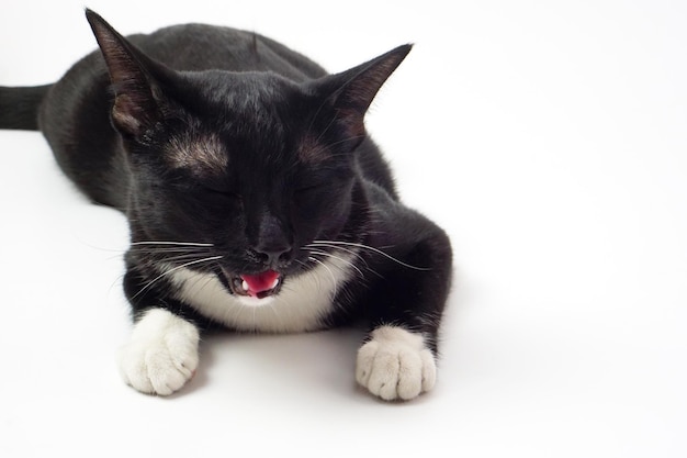 Schöne schwarze pelzige Katze liegt auf weißem Hintergrund Haustier- und Säugetierkonzept