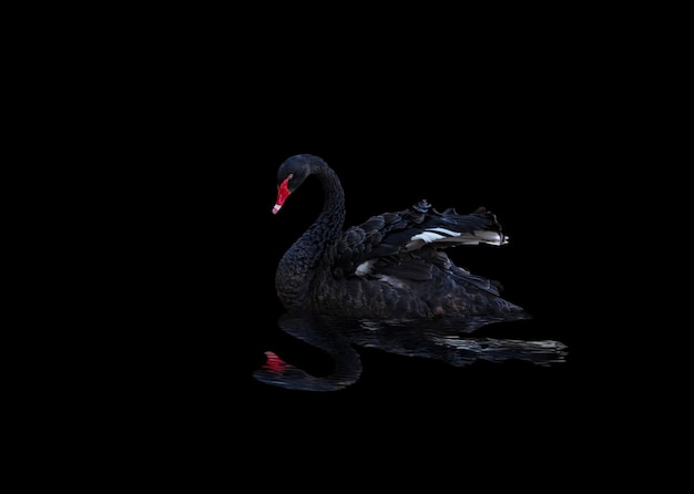 Schöne schwarze Schwan Cygnus atratus Schwimmen isoliert auf schwarzem Hintergrund Ein schwimmender Vogel, der sich im Wasser widerspiegelt Der rote Schnabel schwarzer Schwan, der nachts auf dem Wasser schwimmt, mit Reflexion im Meer