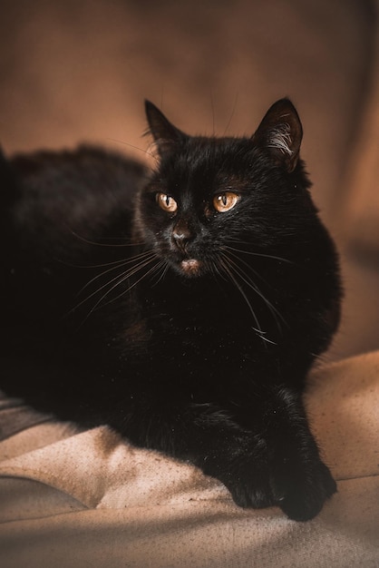 Schöne schwarze weibliche Katze entspanntes Porträt des Haustiers