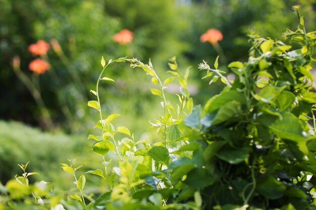 Schöne schwörende Pflanzen im Park an einem sonnigen Tag Sommerblumenhintergrund