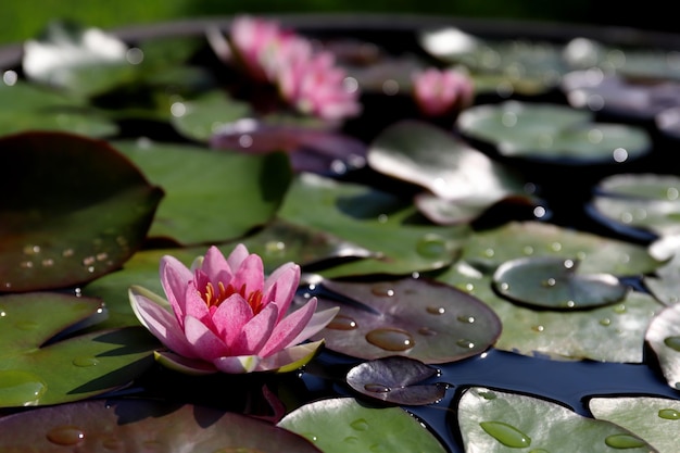 Schöne Seerose, die im Teich blüht.