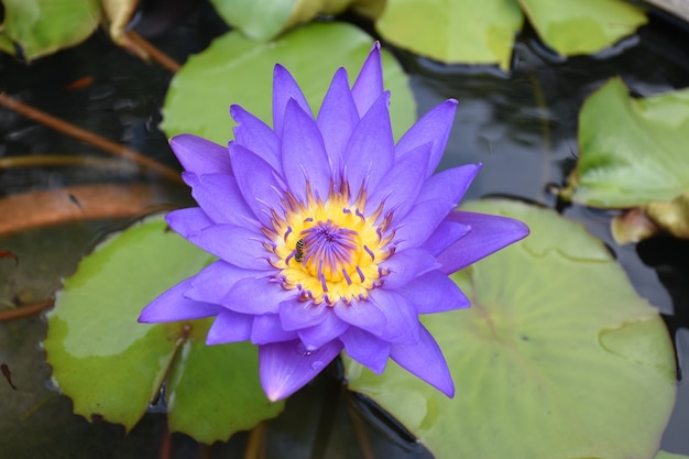 Foto schöne seerose im garten