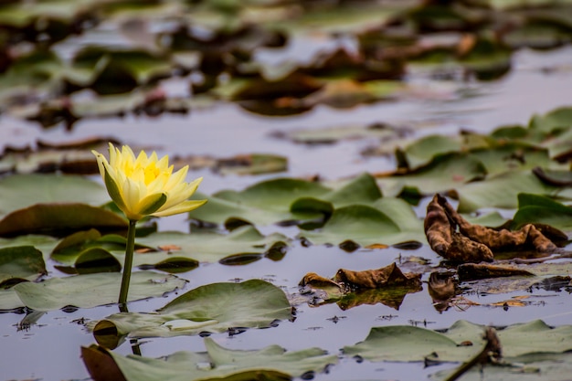 Schöne Seerose oder Lotosblume im Teich.