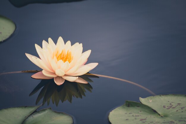 Schöne Seerose oder Lotosblume im Teich.