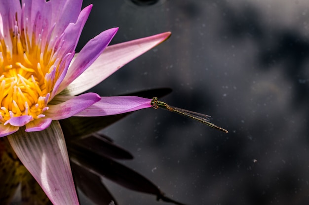 Schöne Seerose oder Lotosblume im Teich.