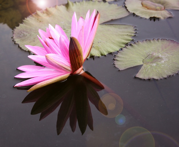 Schöne Seerose oder Lotosblume