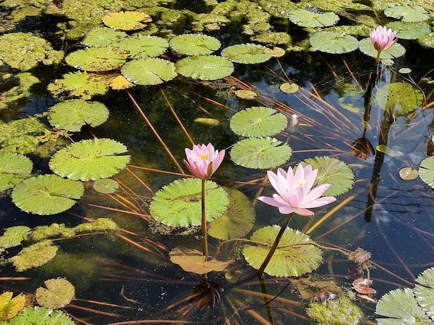 Schöne Seerose oder Lotusblüte mit grünem Blatt im Teich