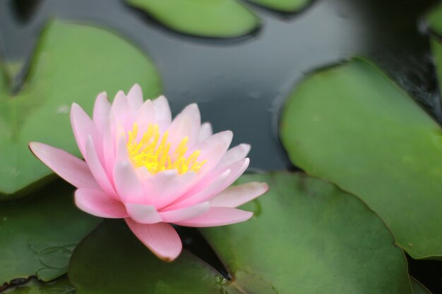 Schöne Seerose oder Lotusblume im Teich