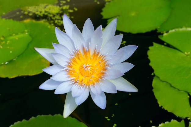 Schöne Seerose, umgeben von grünen Seerosen