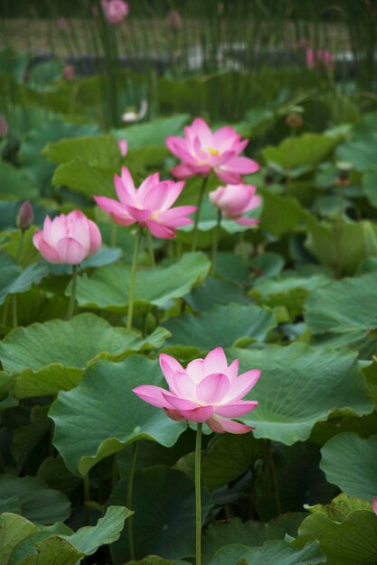 schöne Seerose und Lotus