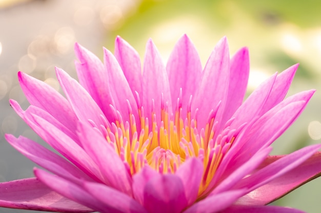 Schöne Seeroseblüte im Teich