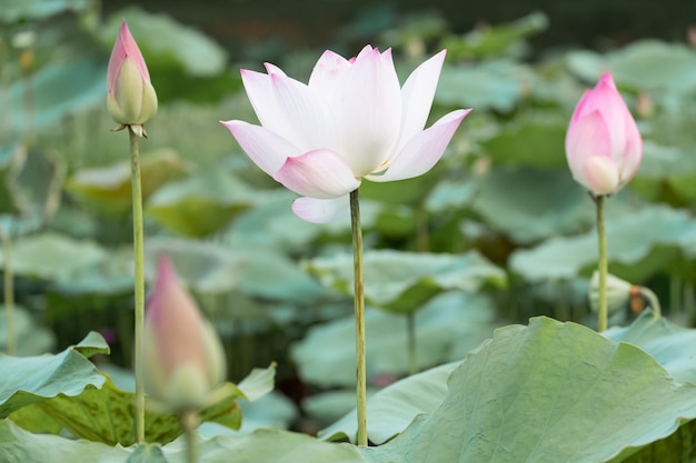 Schöne Seeroseblüte im Teich