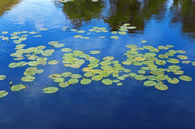 Schöne Seerosenblätter auf blauem Wasser