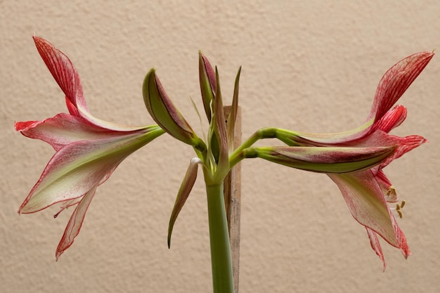 Schöne Seitenansicht der Amaryllis-Blume