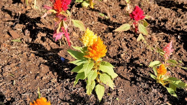 Schöne Setzlinge von Celosia argentea, auch bekannt als gefiederter Hahnenkamm oder silberner Hahnenkamm oder lästiges Unkraut aus dem Baumschulgarten