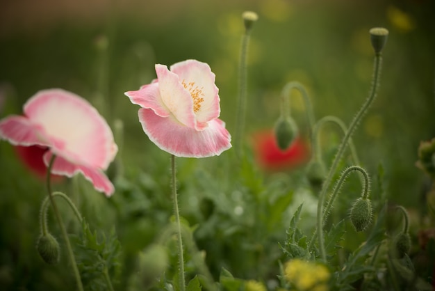 Schöne Shirley-Mohnblumenblumen