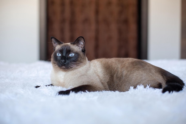 Schöne siamesische Katze mit blauen Augen Reinrassiges Haustier zu Hause auf einem weißen Bett