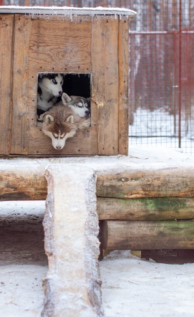 Schöne Siberian Husky-Welpen im Zwinger, im Freiluftkäfig, im Winter. Die Hunde liegen mit ausgestreckten Köpfen in der Kabine.