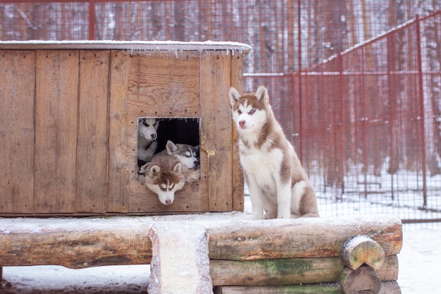 Schöne Siberian Husky-Welpen im Zwinger, im Freiluftkäfig, im Winter. Die Hunde liegen mit ausgestreckten Köpfen in der Kabine.