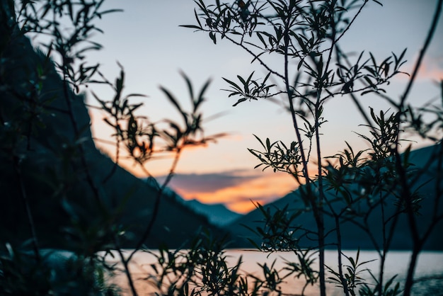 Schöne Silhouette von Ästen auf verschwommenem Alpensee im Morgengrauen. Lebendiges ruhiges Wasser des Bergsees in den Sonnenaufgangfarben in Unschärfe. Erstaunliche Landschaft mit buntem Wasser am sonnigen Morgen.