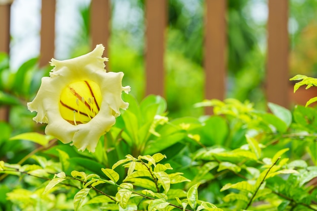 Schöne Solandra Grandiflora ist große glockenförmige goldgelbe Blume im Garten