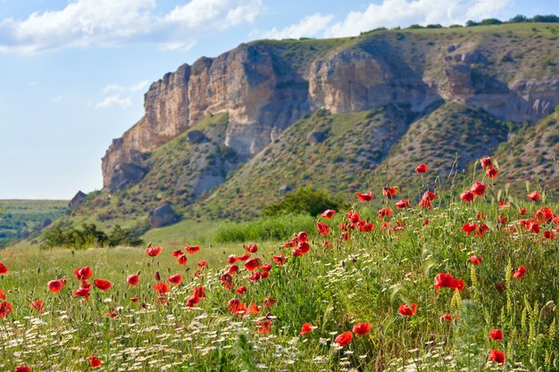 Schöne Sommerberglandschaft mit rotem Mohn und weißen Kamillenblüten.