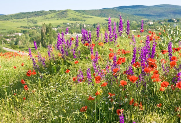 Schöne Sommerberglandschaft mit roter Mohnblume, weißer Kamille und lila Blüten.