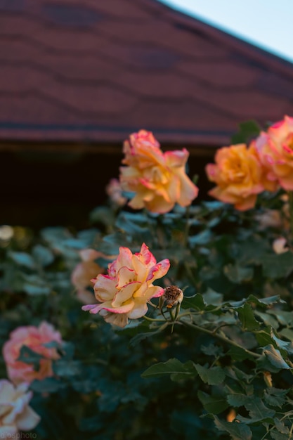 Schöne Sommerblumen als Hintergrund Blühende zarte Rosen auf einem festlichen Hintergrund mit blühenden Blumen, ein pastellfarbener und zarter Blumenstrauß aus Blumenkarten