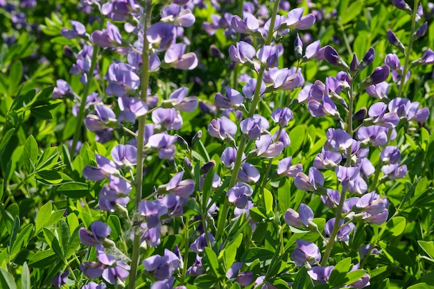 Schöne Sommerblumen auf einem Gartenblumenbeet Nahaufnahme an einem sonnigen Sommertag