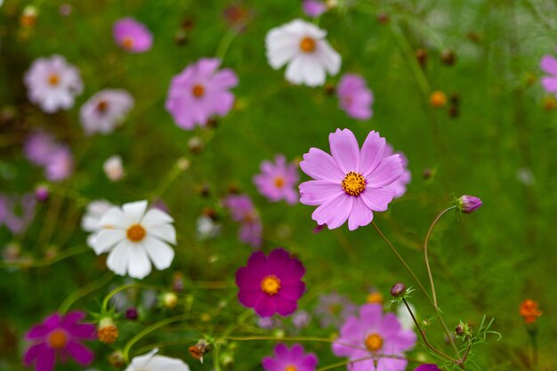 Schöne Sommerblumen