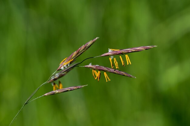 schöne sommerblumen