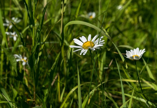 schöne sommerblumen