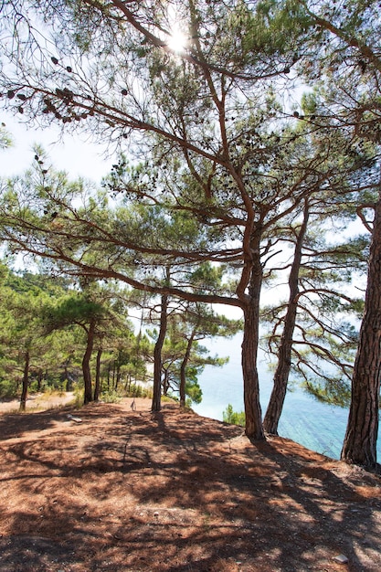 Schöne Sommerlandschaft Blick auf den Wald Wandern in landschaftlich reizvollen Gebieten die Straße zum wilden Strand