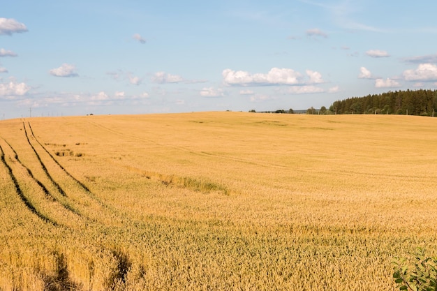 Foto schöne sommerlandschaft. ein feld mit reifem weizen.