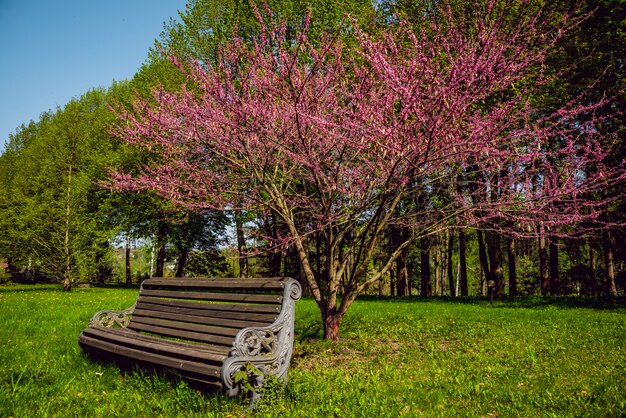 Schöne Sommerlandschaft im Park