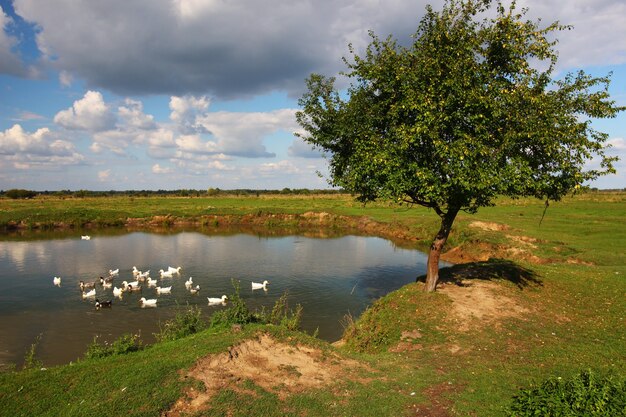 Schöne Sommerlandschaft in der Ukraine