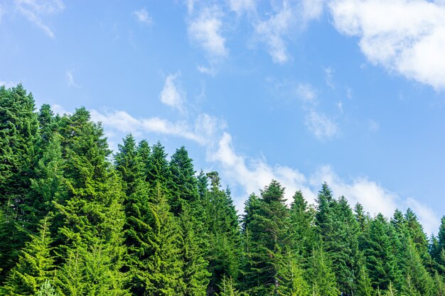 Schöne Sommerlandschaft in Savsat, Provinz Artvin, Türkei