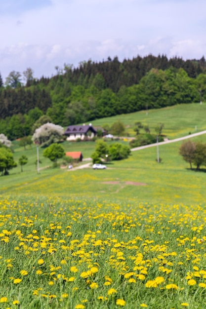 Schöne Sommerlandschaft mit blühenden gelben Löwenzahn rund um das Dorf Zitkova Weiße Karpaten im Hintergrund Tschechische und Slowakische Republik sonniger Tag klarer blauer Himmel