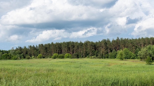 Schöne Sommerlandschaft mit einem Feldkiefernwald und Wolken