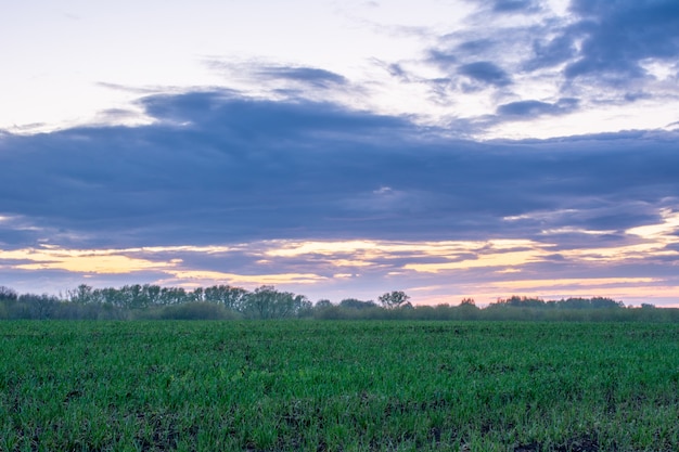 Schöne Sommerlandschaft: Sonnenuntergang, Bäume, frisches grünes Gras, Wald, Felder, Wiesen und Himmel. Herrlicher, roter Himmel mit schweren Wolken bei Sonnenuntergang. Der Frühsommer.